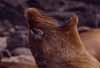 sealion yawning photo