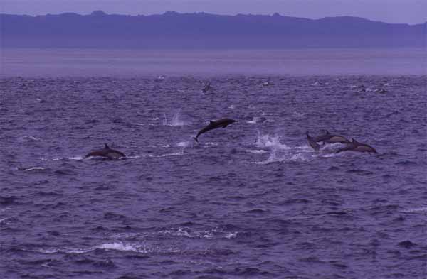 Photo of dolphins leaping