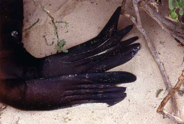 Photo of sealion flipper