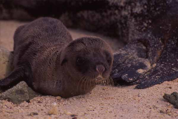 Photo of baby sealion