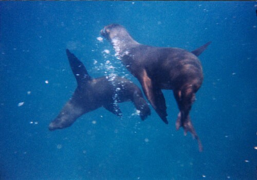 Photo of sealions underwater