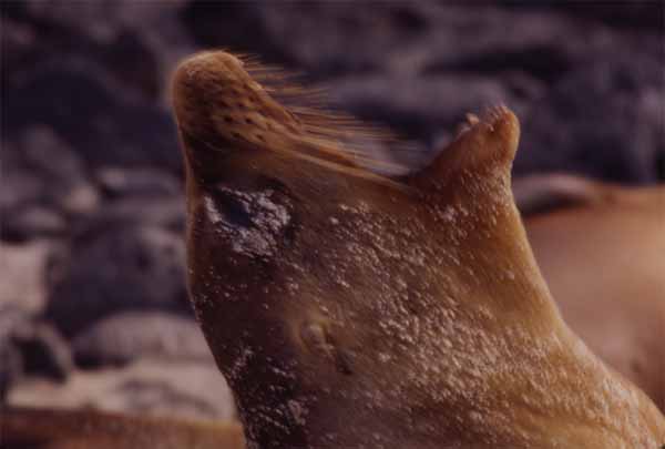 Photo of sealion yawning