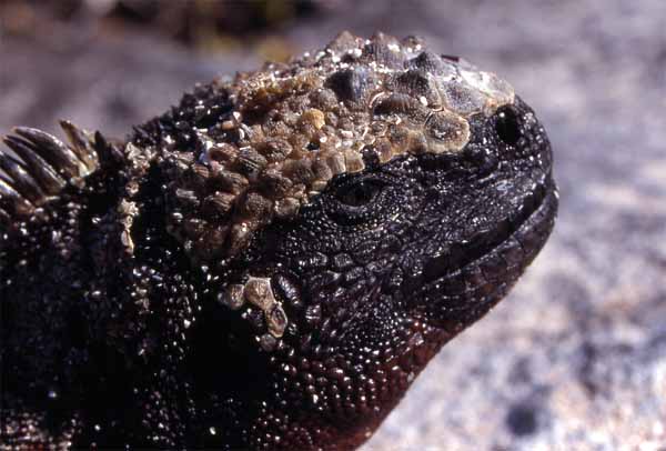 Photo of marine iguana head