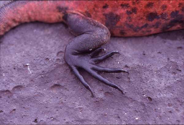 Photo of marine iguana leg and claws