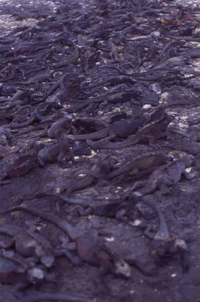 Photo of marine iguanas on rocky beach