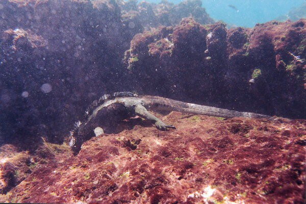 Photo of marine iguana feeding underwater