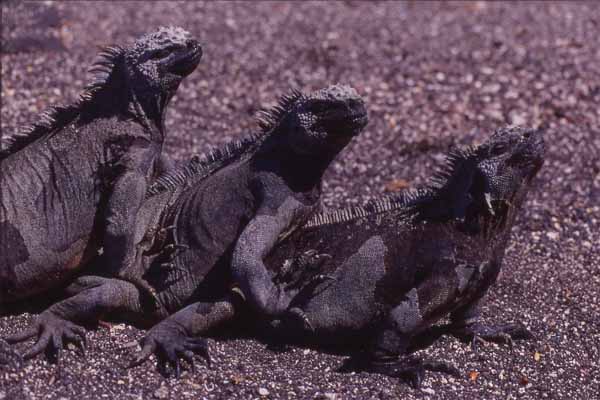 Photo of three marine iguanas