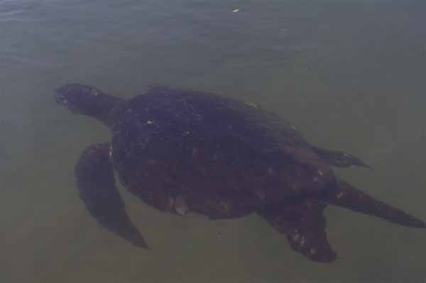 Photo of turtle underwater