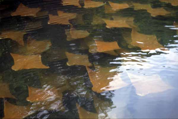 Photo of golden rays underwater