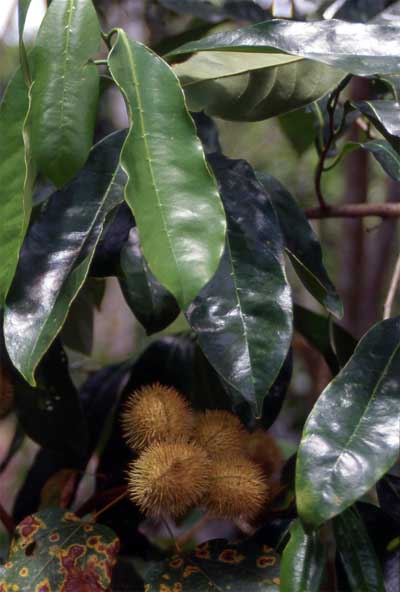 lipstick fruit and leaves photo