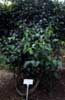 Click for ayahuasca photo