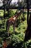 baby giraffe photo