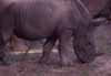 rhino baby photo