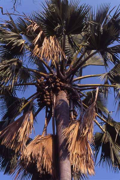 Photo of palm