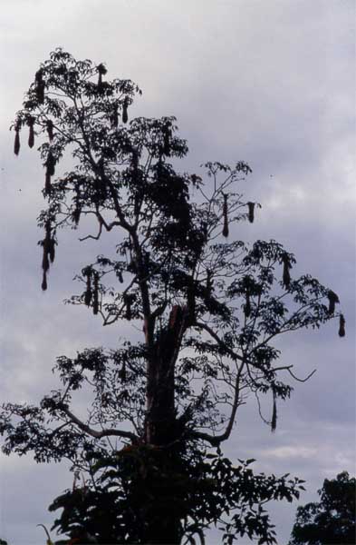 oropendola nests in tree photo