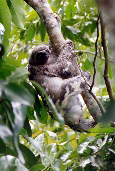 three-toed sloth photo