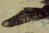 black caiman photo
