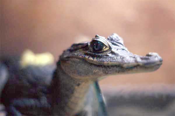 baby spectacled caiman photo