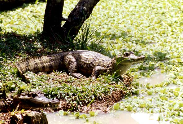 spectacled caiman basking photo