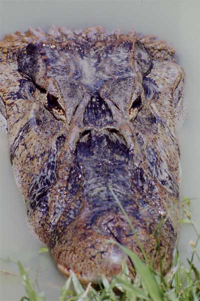 black caiman head-on photo