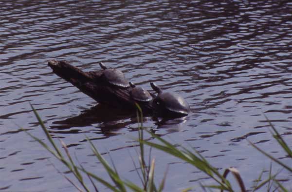 river turtles bask on a branch photo