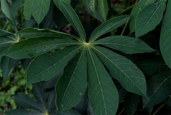 manioc leaf photo