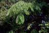 acacia drooping leaves photo