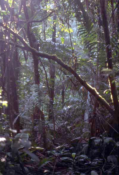 forest vegetation photo