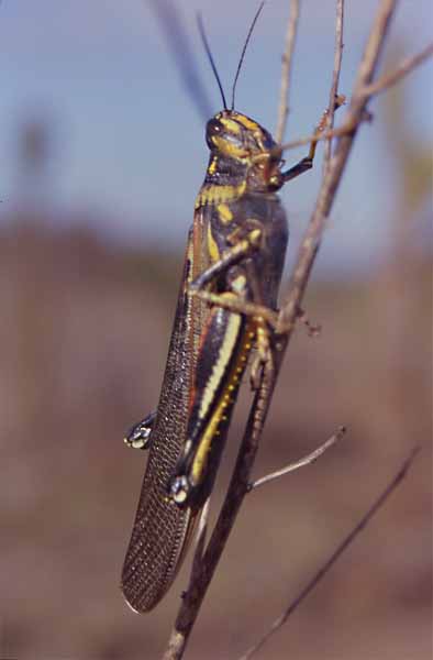 Photo of painted locust