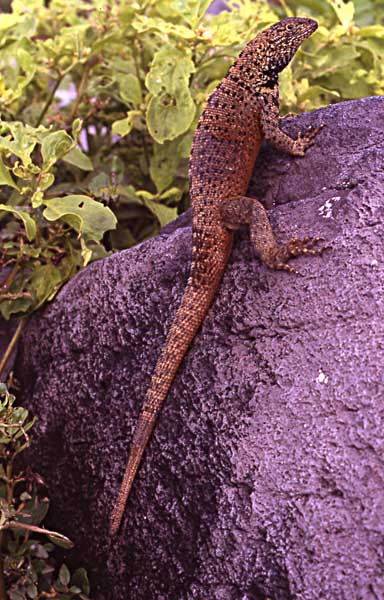 Photo of lava lizard