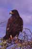 Photo of Galapagos hawk
