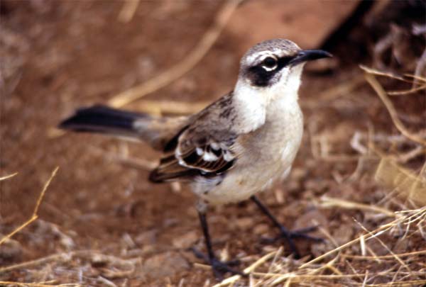 Photo of Galapagos mockingbird