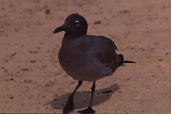 Photo of lava gull on beach