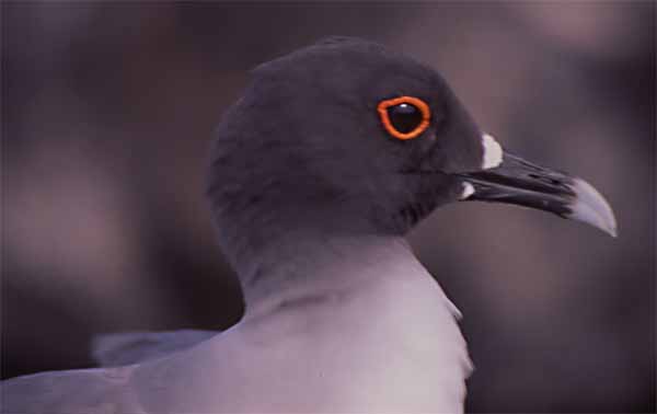 Close-up photo of swallow tail gull