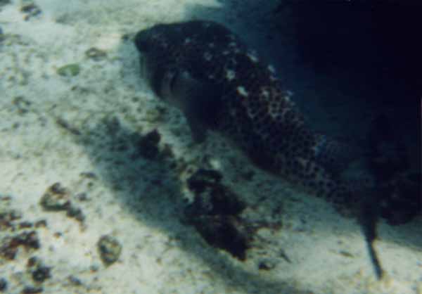 Photo of burr fish underwater