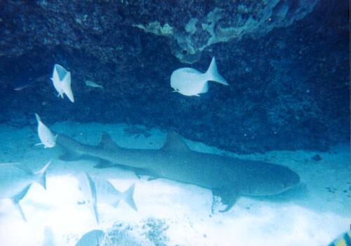 Photo of Galapagos shark underwater